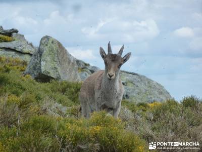 Cuerda Larga - Miraflores de la Sierra;rutas de senderismo españa rutas senderismo sierra de guadar